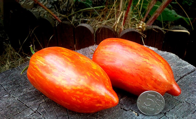 Огненный томат для теплиц – Искры пламени. Подробности агротехники и описание сорта