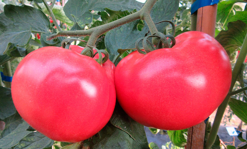 Малинка Стар: как ухаживать за ранним томатом, подробное описание культивации