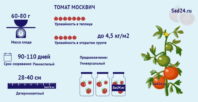 Томаты москвич описание сорта