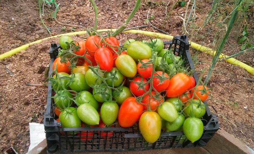Гибрид Паленка – урожайный томат для закрытого грунта: описание, преимущества, особенности выращивания