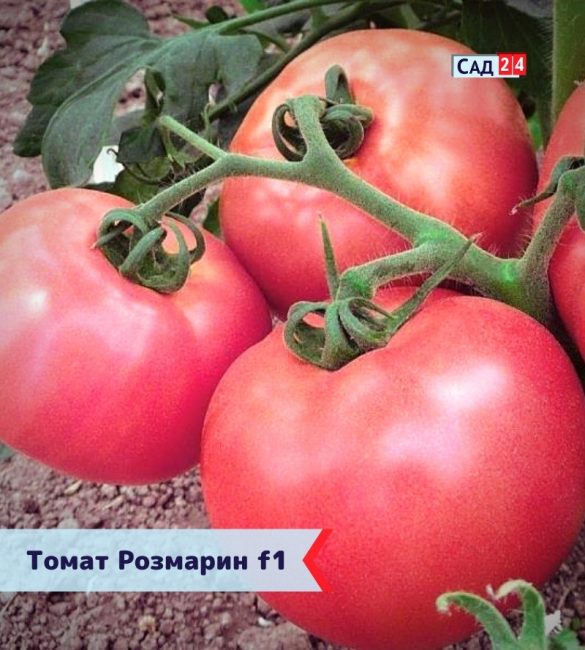 Нежный томат Розмарин (Розамарин F1)