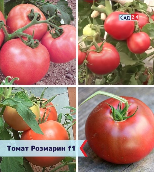 Нежный томат Розмарин (Розамарин F1)