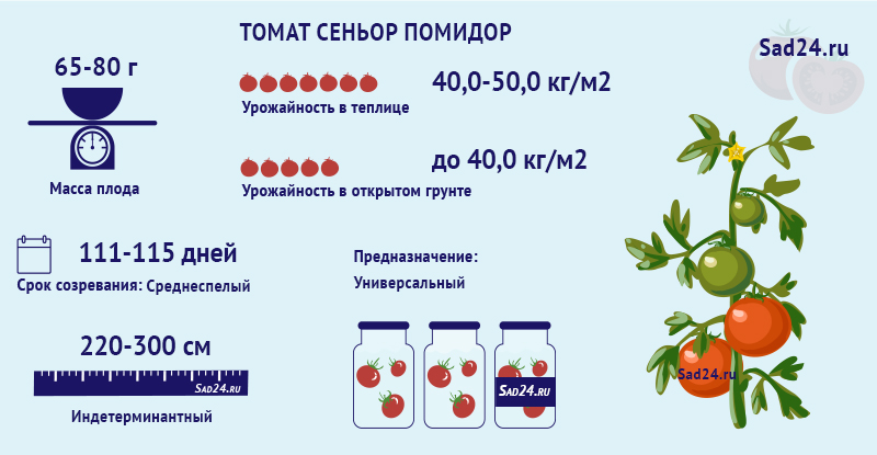 tomat senor pomidor opisanie 1