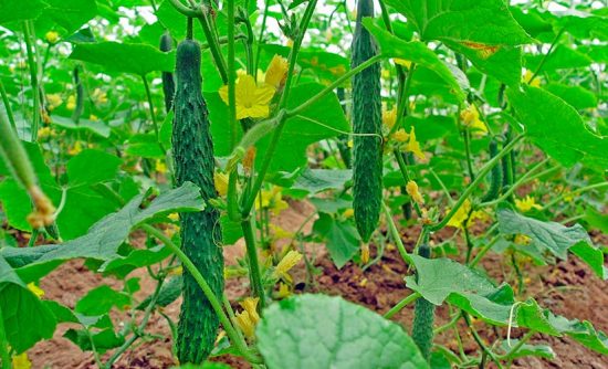 Огурец Китайское чудо: описание сорта, отзывы, фото, урожайность