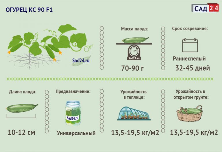 Огурец КС 90 F1: описание и урожайность сорта, фото, отзывы