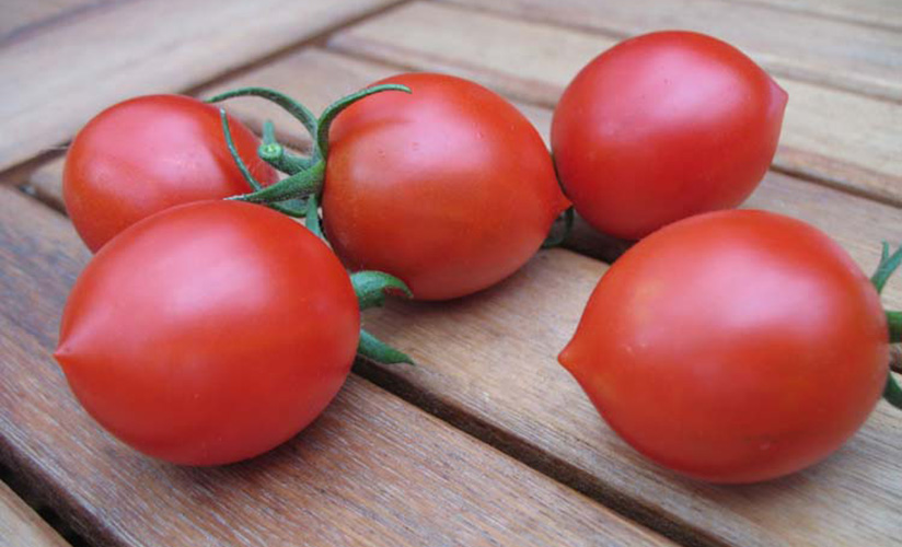 помидоры джек под описание сорта
