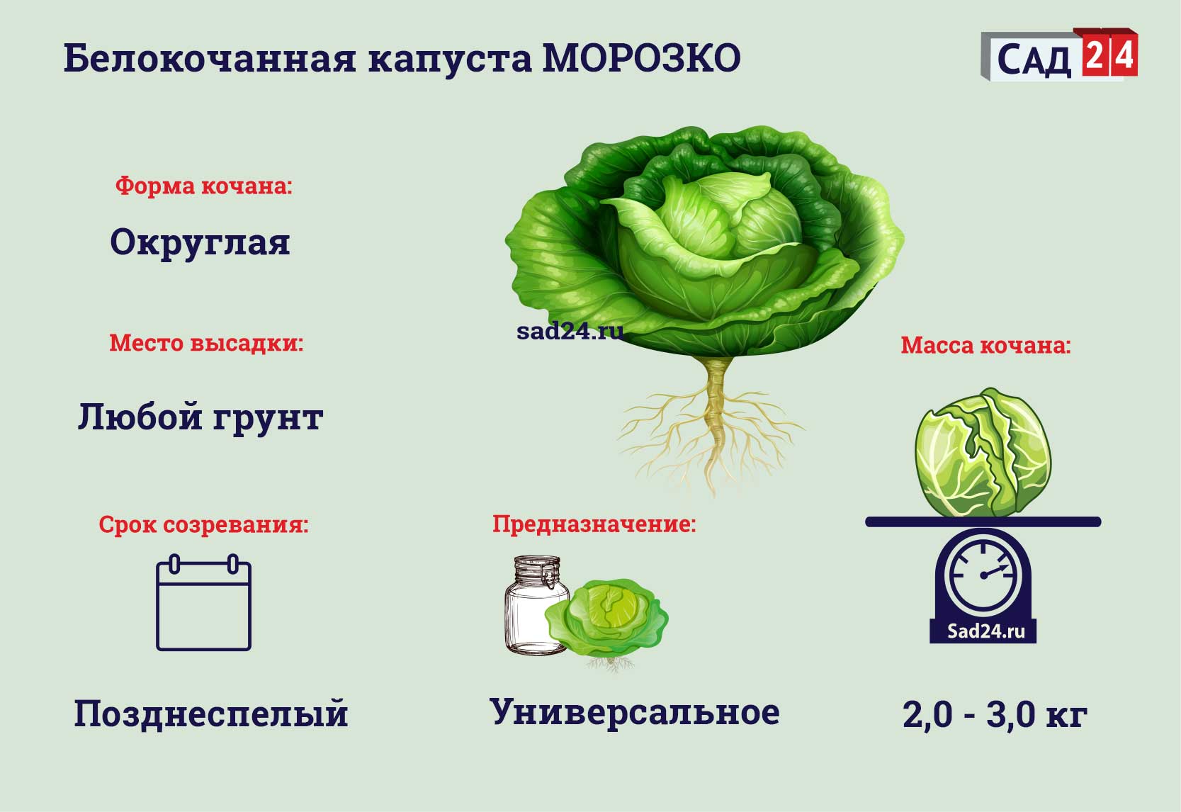 Капуста Морозко: описание, урожайность сорта и отзывы, фото