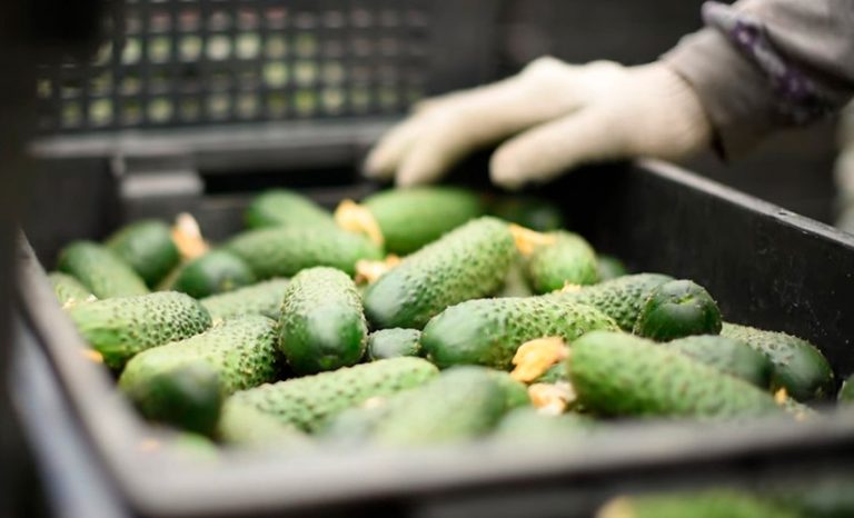 Огурец СВ 4097 ЦВ F1: описание и урожайность сорта, фото, отзывы