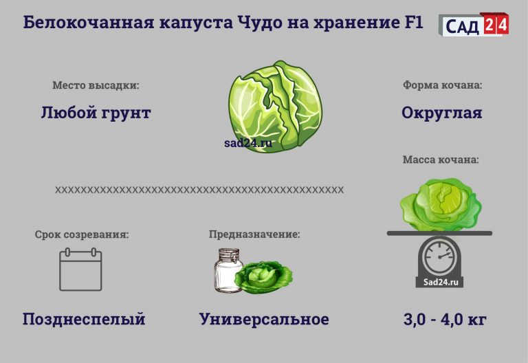 Капуста мегатон схема посадки