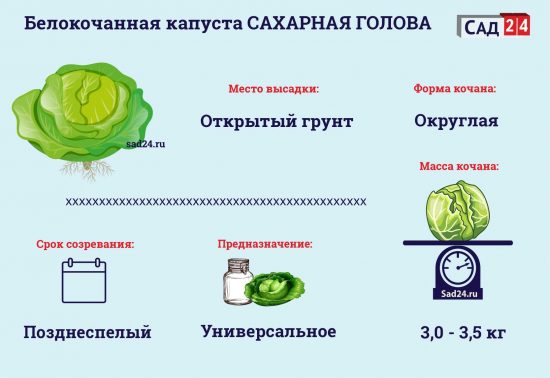 Капуста Сахарная Голова: описание сорта, фото, отзывы, урожайность