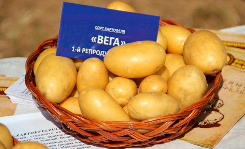 Раннеспелый картофель Вега: высокий урожай с минимумом хлопот