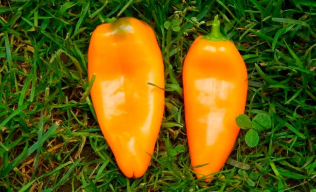 Перец Апельсин: описание сорта, фото, отзывы, урожайность
