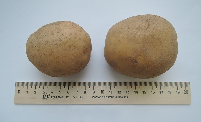 Урожайный картофель Уладар. Характеристика и отзывы