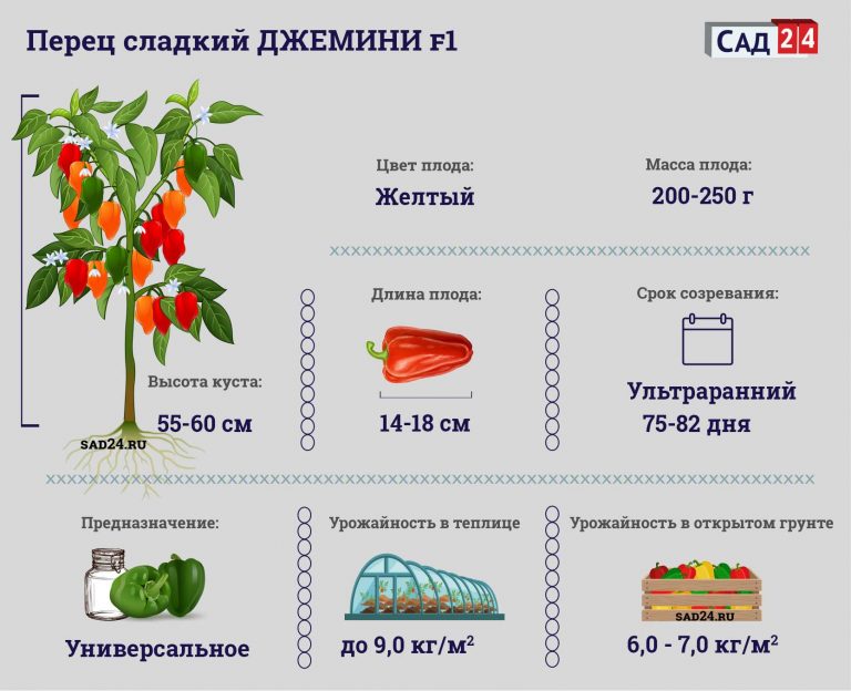 Перец джемини описание сорта фото