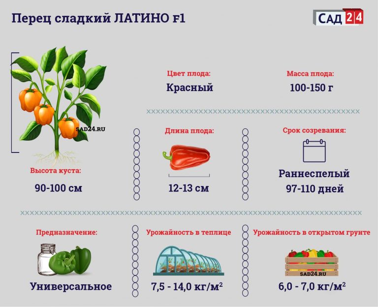 Перец калифорнийское чудо схема посадки