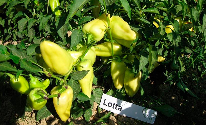 Pepper Lotta F1: recenze, fotografie, výnos, vlastnosti odrůdy