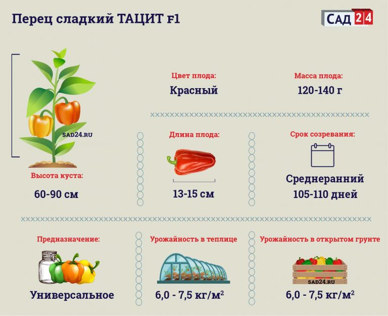 Перец тацит f1 описание сорта фото