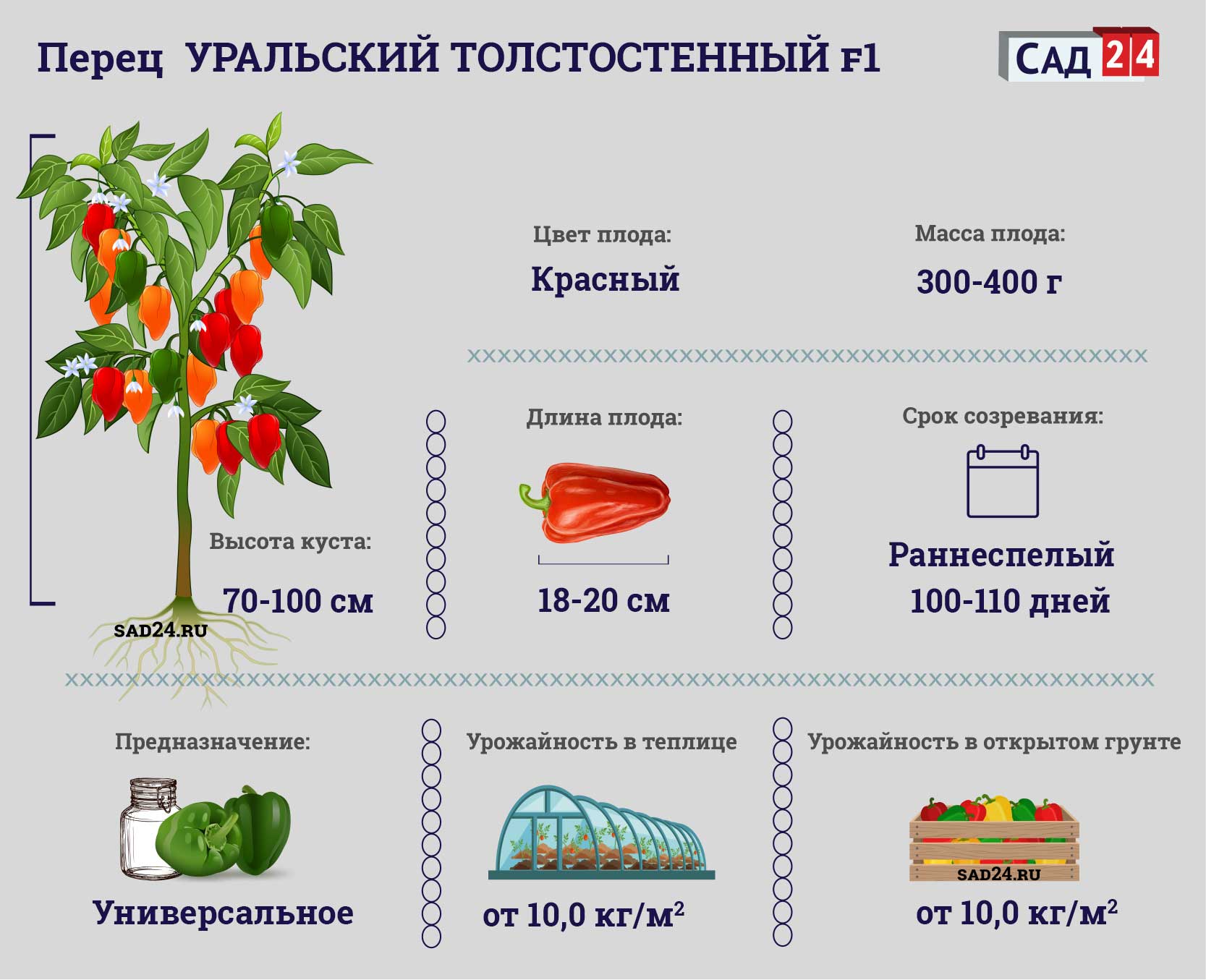Перец Уральский толстостенный: описание, фото, отзывы, урожайность
