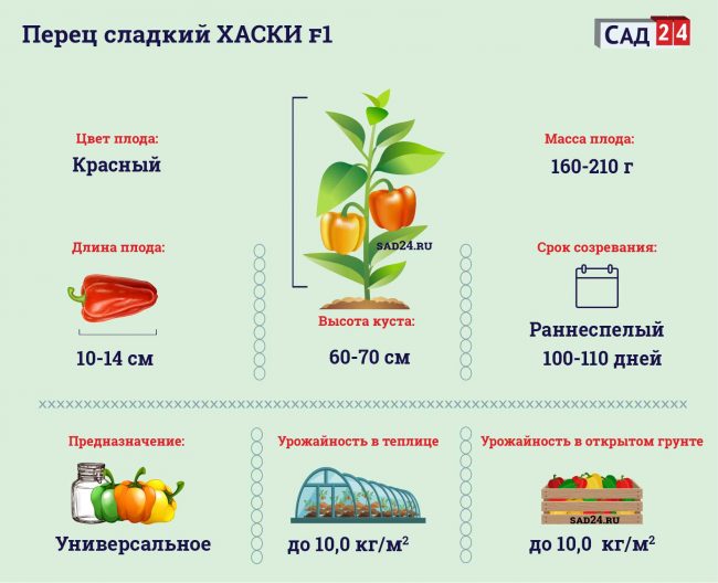 Перец хаски описание сорта фото