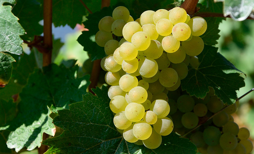 Морозоустойчивый виноград Восторг: описание, плюсы и минусы, особенности выращивания, отзывы