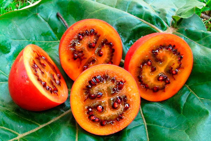 плоды томатного дерева