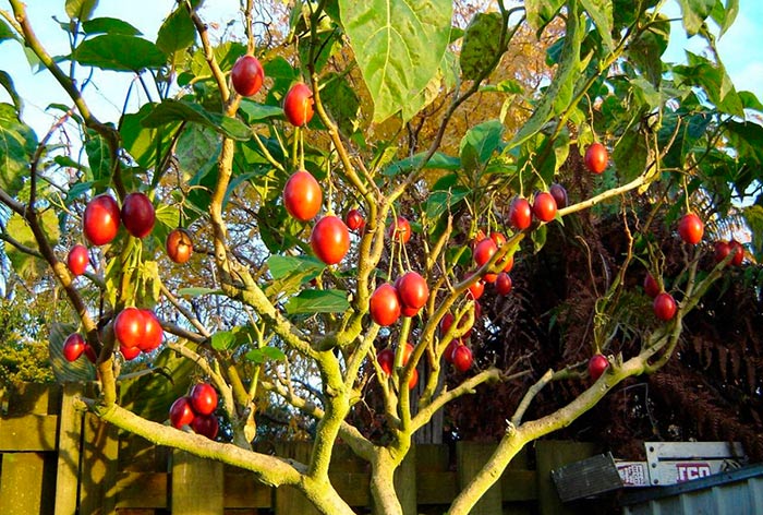 как выглядит томатное дерево