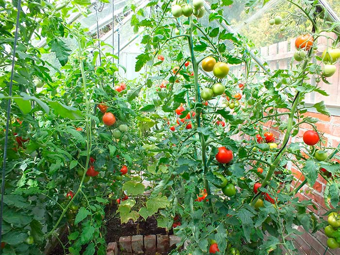 высокорослые томаты