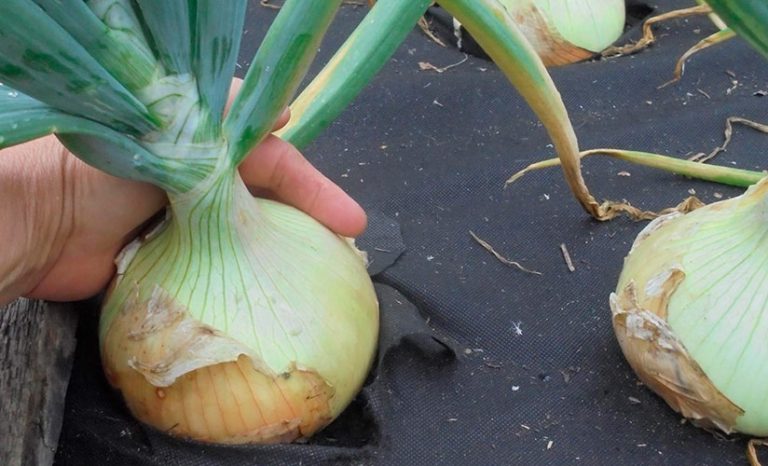 Лук эксибишен: выращивание через рассаду, описание сорта, фото