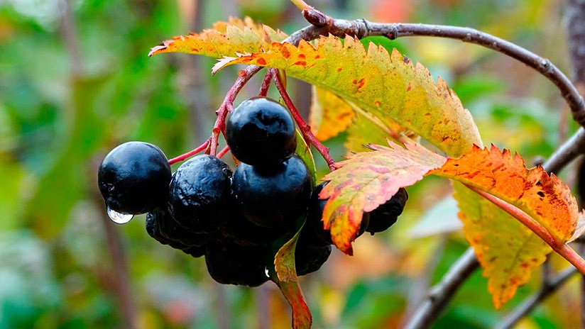 Настойка из черноплодного вида рябины: 5 несложных рецептов
