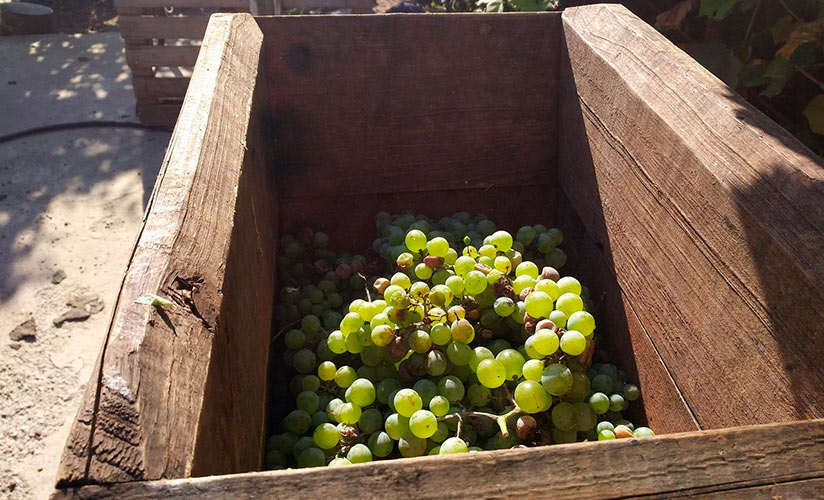 Пресс для винограда своими руками: варианты изготовления пресса для вина