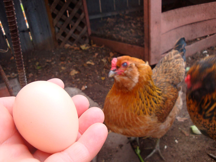как отучить кур клевать яйца