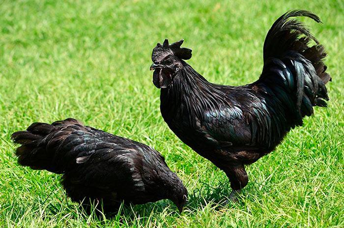 необычные черные куры