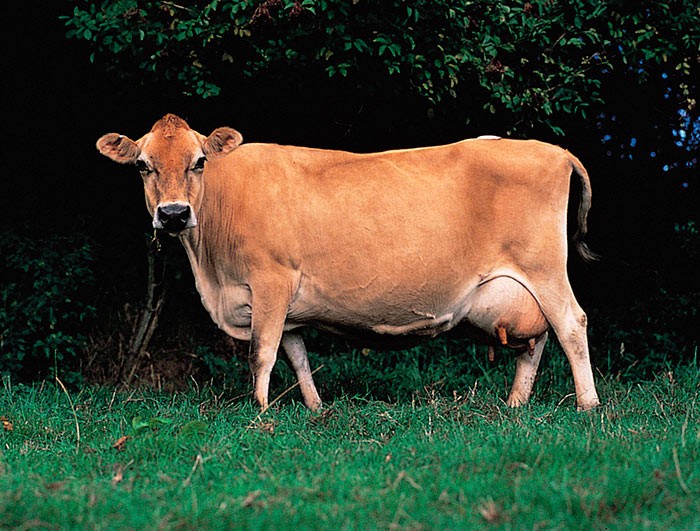Джерсейская корова