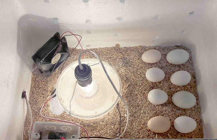 яйца в инкубаторе