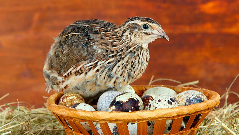 Как увеличить перепелиное поголовье на домашней ферме: особенности инкубации пестрых яиц
