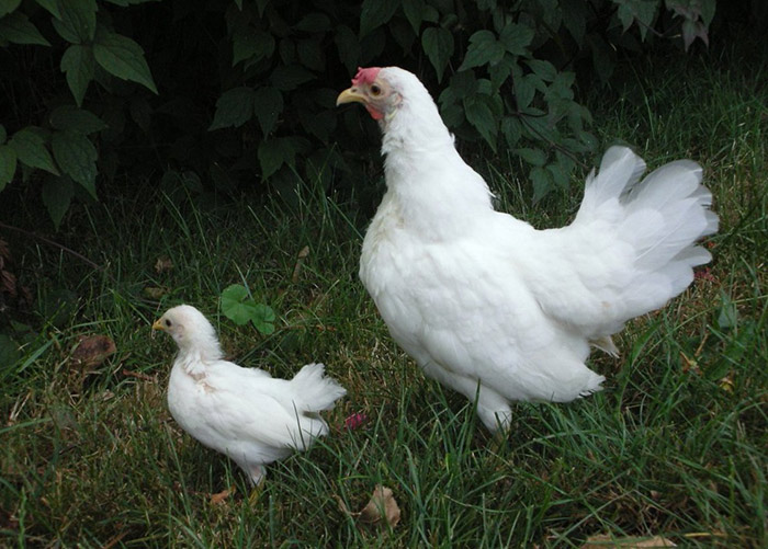 курица Леггорн с цыпленком