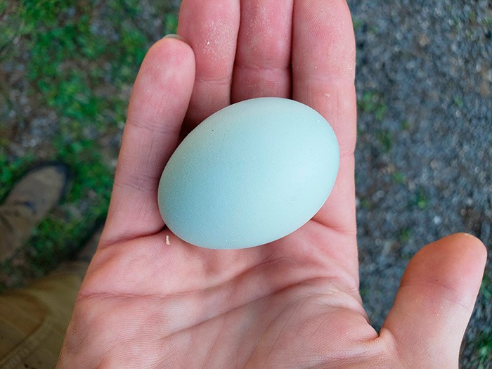 куры несут голубые яйца