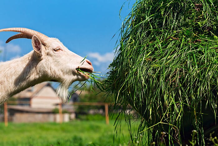 свежая трава для козы