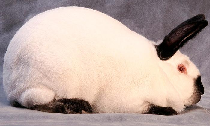 белый кролик с черными ушами