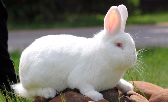 Белый новозеландский кролик