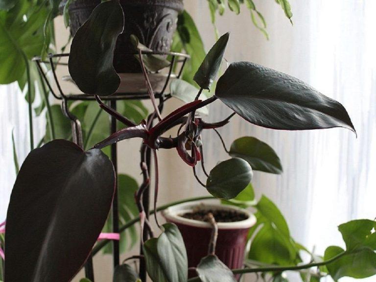 Филодендрон комнатные растения фото уход в домашних