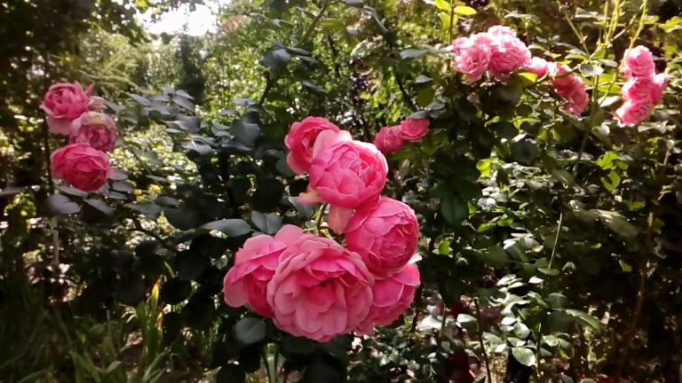 Роза флорибунда помпонелла фото и описание