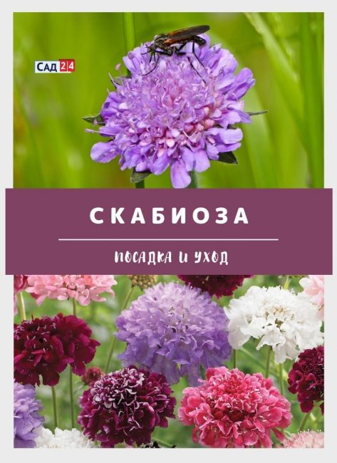 что такое скабиоза фото. Смотреть фото что такое скабиоза фото. Смотреть картинку что такое скабиоза фото. Картинка про что такое скабиоза фото. Фото что такое скабиоза фото