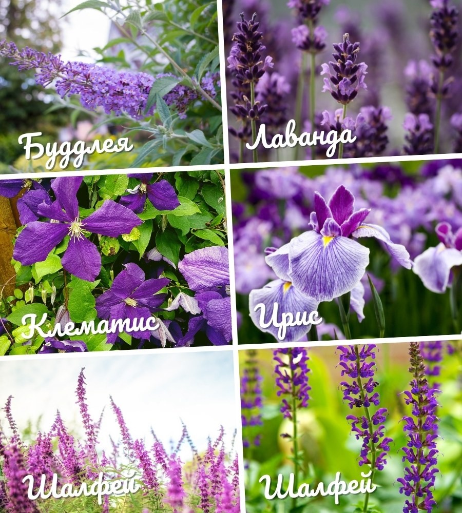 25 многолетних цветов цветущие все лето в вашем саду или даче