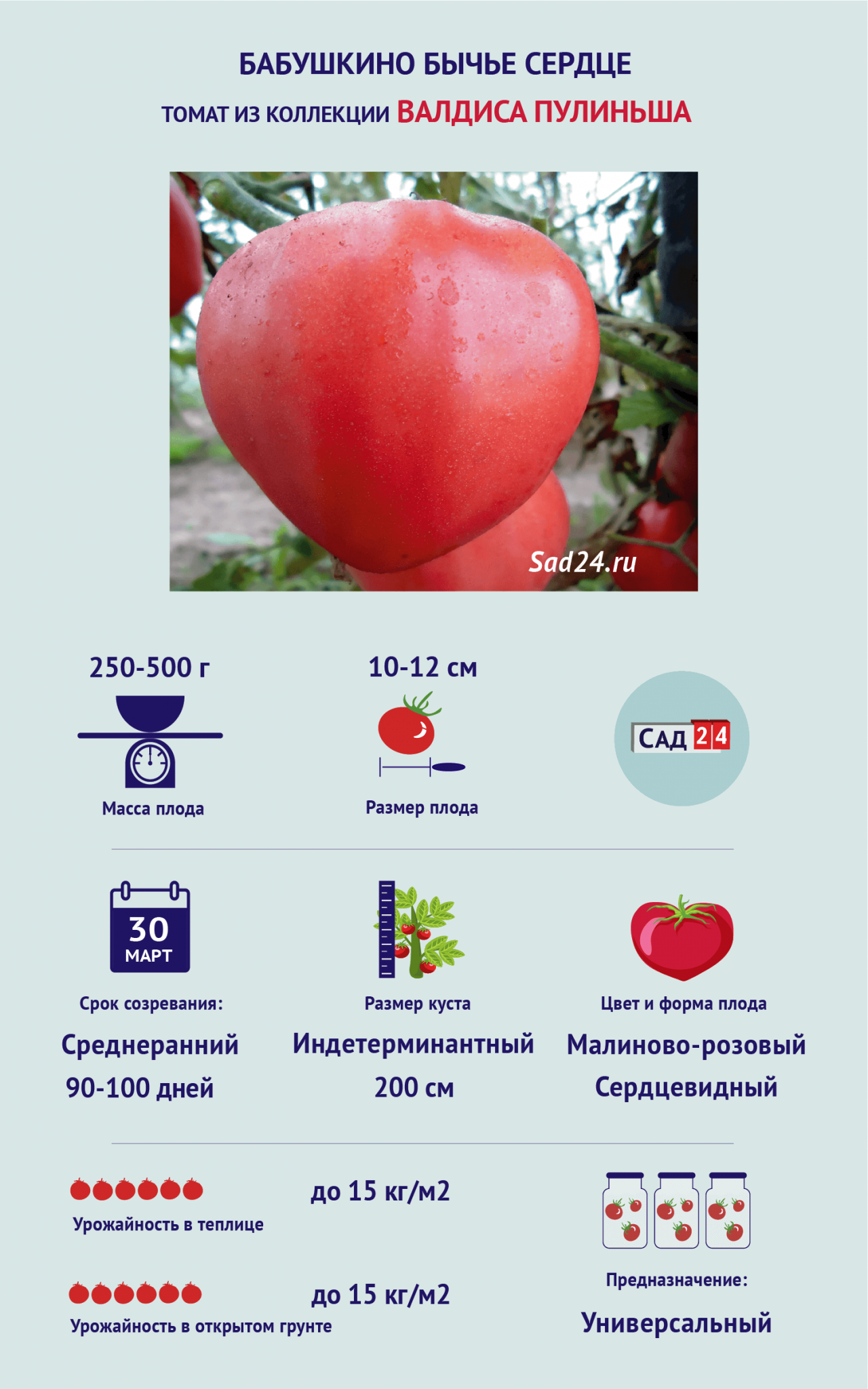 Томат бабушкин яблочный. Томат бабушкин секрет, 20 шт. Томат фиолетовое сердце. Бычье сердце томат срез. Томат бабушкино бычье сердце.