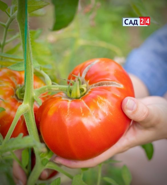 выращивание помидоров