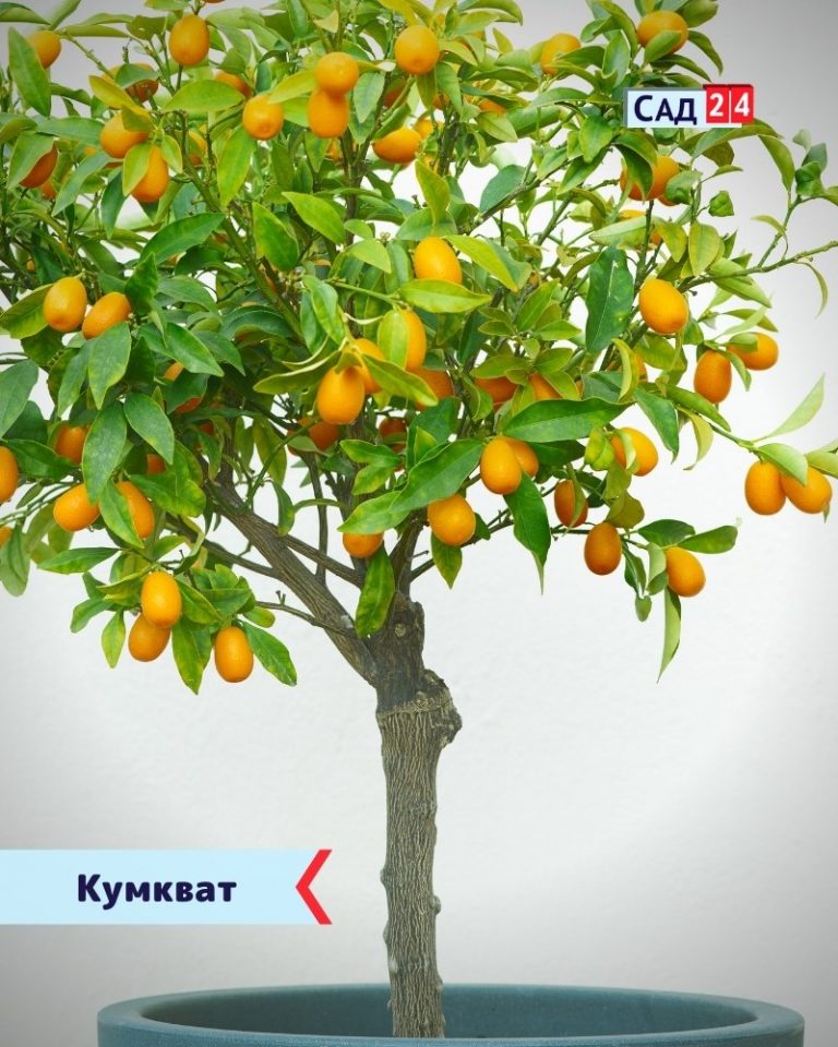 10 комнатных фруктовых деревьев для выращивания в квартире на подоконнике