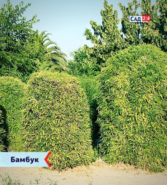 Бамбук - живая изгородь