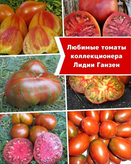 Любимые томаты эксперта и коллекционера Лидии Ганзен