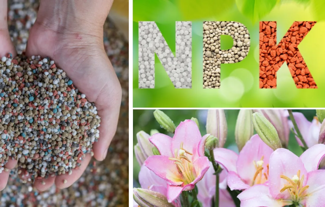 Удобрение NPK для лилии